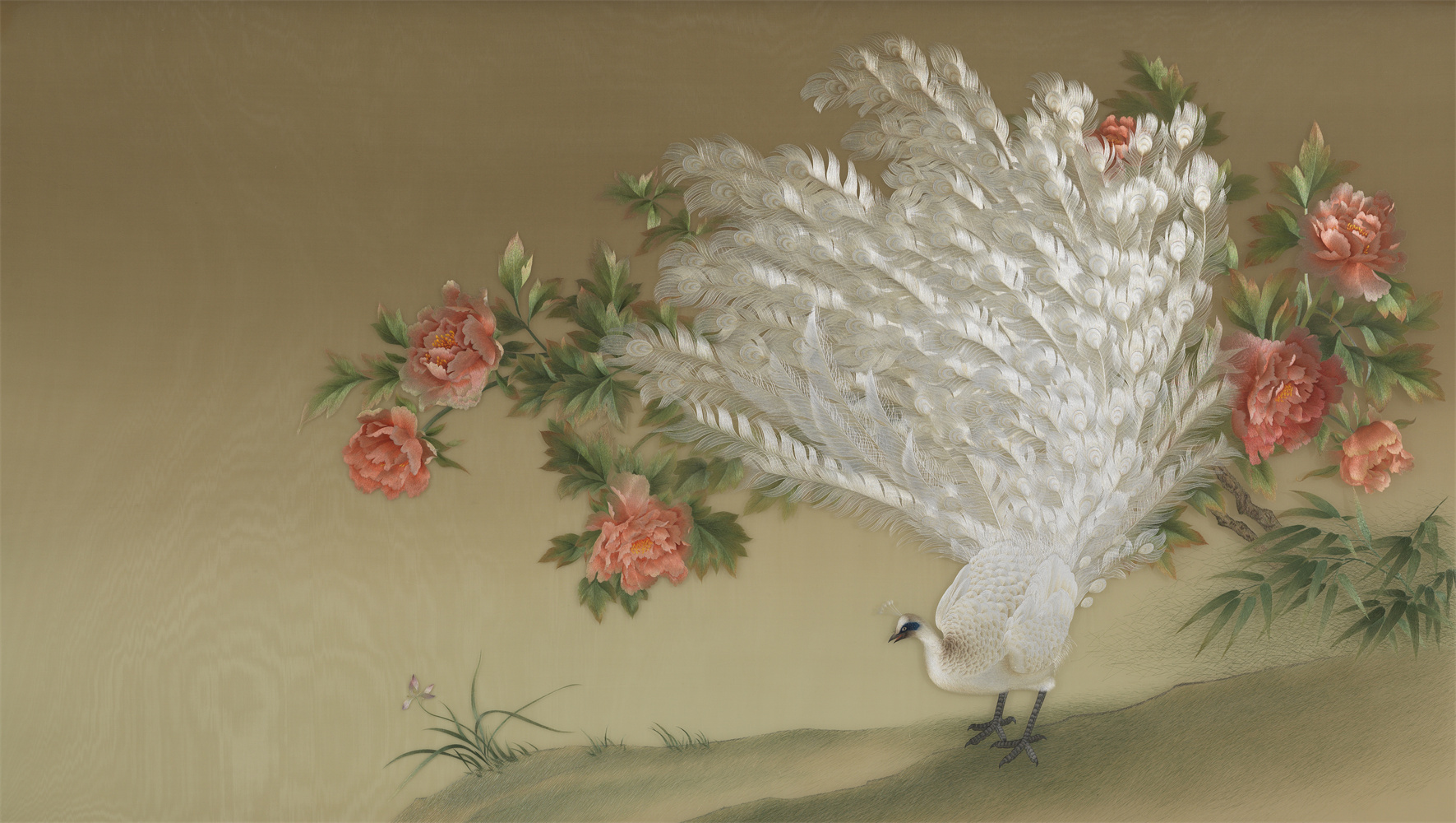 Peacock in Full Display